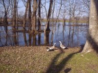 6-36699-goose.JPG