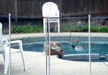 8-36800-PoolDucks.jpg