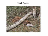 33-36819-beaver.jpg