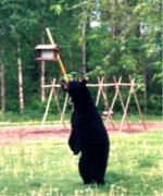 6-109736-bearscannedpictureit.jpg