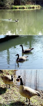 8-37529-GooseSequence.jpg