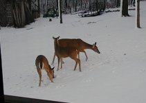 6-109886-deer.jpg