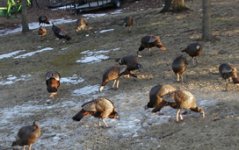 35-110489-turkeys.JPG