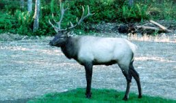 33-168141-ELK.JPG