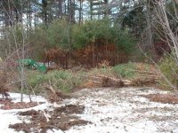 35-111913-pines5.jpg
