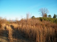 264393-adair9.jpg