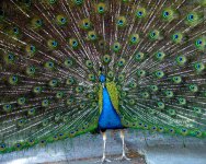 8-39677-Peacock2.jpg