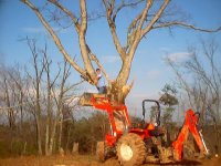 427416-Loppin the oak.jpg