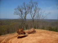 427422-Big oak stumps.jpg