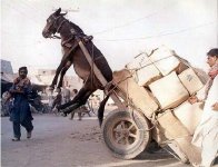 472625-airhorse.jpg