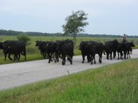 514403-RedneckTrafficJam.JPG