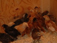 429034-chicks at 1 month.jpg