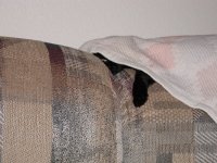 429236-under cover.JPG