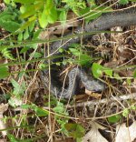 Snake Head.jpg
