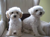 Buster and Bella May 2008 004.jpg