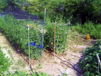 Garden-6-25-04.jpg