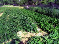 Garden-6-25-03.jpg