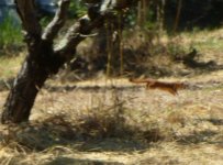 P1720088rWeasel-Leap(blurred).JPG