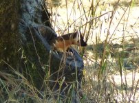 P1720084rWeasel-HollowLimb.JPG
