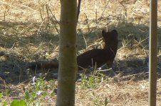 P1720086rWeasel-InShadow.JPG