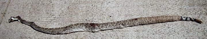 rattler 1.jpg
