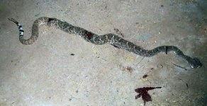 rattler 2.jpg