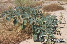 jimsonweeds-thornapples_78_jimsonweed-01.jpg