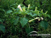 jimsonweeds-thornapples_78_jimsonweed-02.jpg