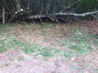 Brush pile bushhogged.jpg Brush pile bushhogged.jpg