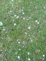 hail_IMG_5601.jpg