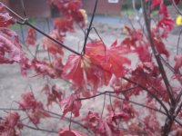 IMG_4816.JPG