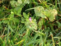 dmow103_1Henbit_lg.jpg dmow103_1Henbit_lg.jpg