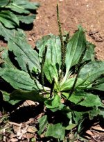 broadleafplantain_usda_lg.jpg broadleafplantain_usda_lg.jpg