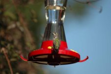 bird2.jpg