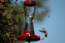 bird5.jpg