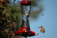 bird4.jpg
