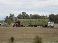 Hay delivery-1.JPG