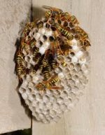 wasp.jpg