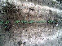 okra-2.jpg