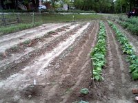 Blackeyes-Thinned-cultivated.jpg