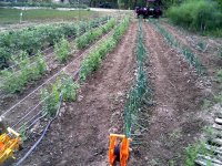 SugarSnaps-Onions.jpg