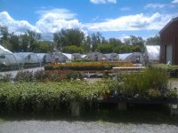 greenhouse1.jpg