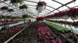 greenhouse6.jpg