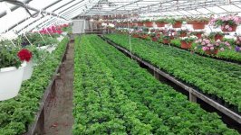 greenhouse9.jpg