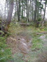 Natural flow from pond to south road.jpg