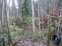 Transue creek look east.jpg