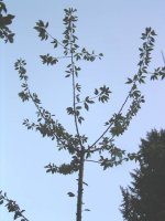 Tree.JPG
