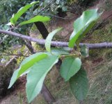 NewGrowth.JPG