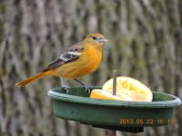 DSCN4532.jpg