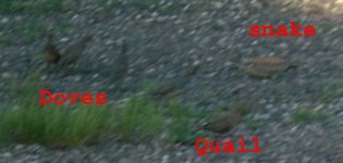 rattler 5 1.jpg
